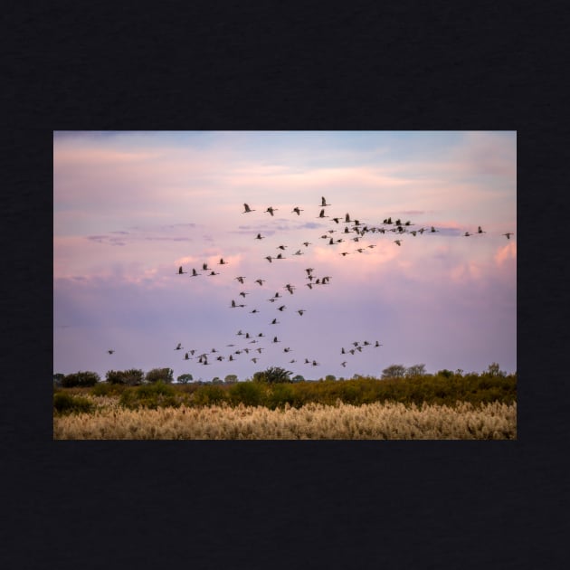 Morning Flight of the Sandhill Cranes by Debra Martz by Debra Martz